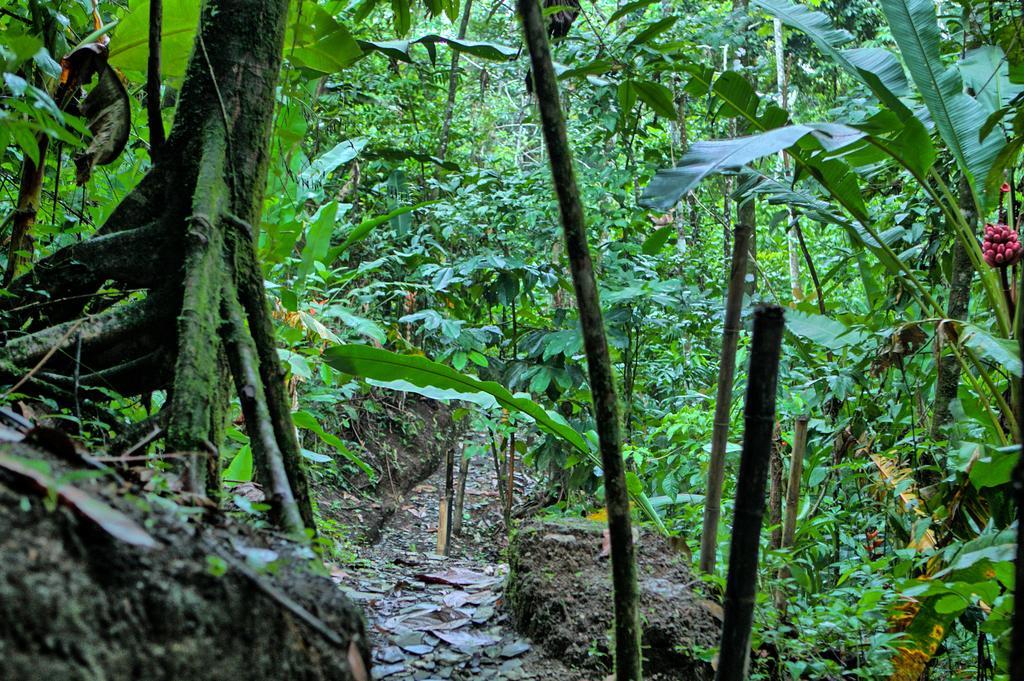 Hotel Mountain Paradise La Fortuna Extérieur photo